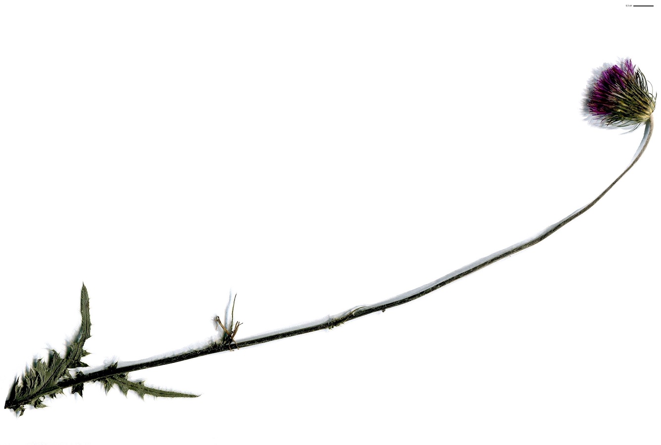 Carduus defloratus subsp. defloratus (Asteraceae)